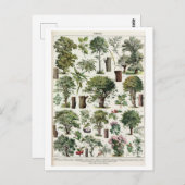 ヴィンテージ植物樹林イラストレーション ポストカード (正面/裏面)