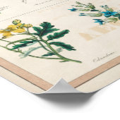 ヴィンテージ植物毒性植物教育 ポスター (角)