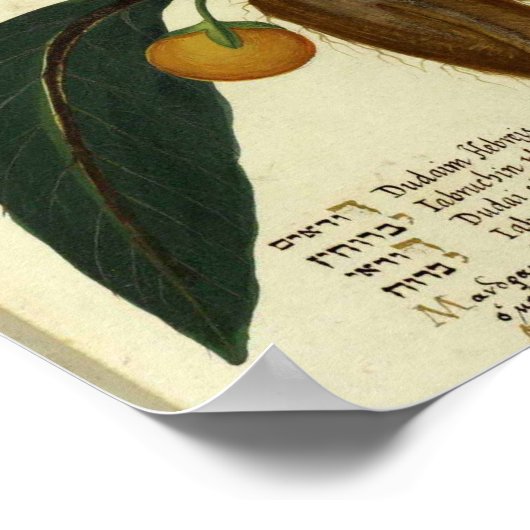 ヴィンテージ植物用ポスター – スイートオレンジ ポスター (角)