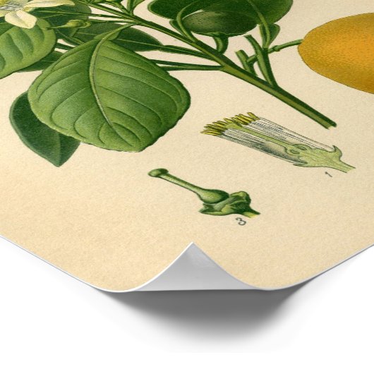 ヴィンテージ植物用ポスター – スイートオレンジ ポスター (角)