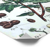 ヴィンテージ植物用ポスター – 緑茶 ポスター (角)