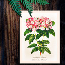 ヴィンテージ植物画の山シャクナゲの花