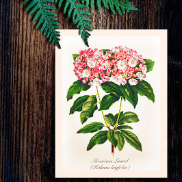 ヴィンテージ植物画の山シャクナゲの花 ポストカード
