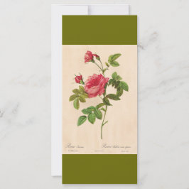 ヴィンテージ植物画 ピンクのバラの花 しおり