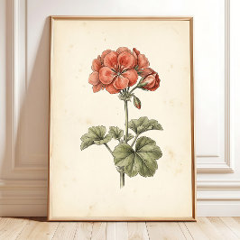 ヴィンテージ植物画 ペラルゴニウム プリント