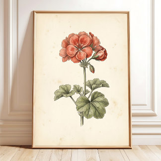 ヴィンテージ植物画 ペラルゴニウム プリント