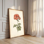ヴィンテージ植物画 ペラルゴニウム プリント