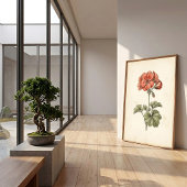ヴィンテージ植物画 ペラルゴニウム プリント
