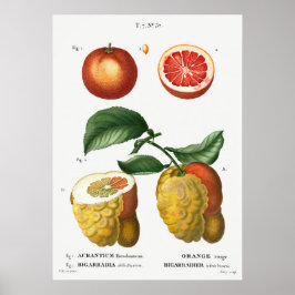 ヴィンテージ植物画 ポスター