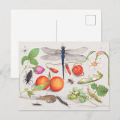 ヴィンテージ植物画 ポストカード (正面/裏面)