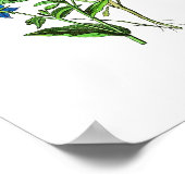 ヴィンテージ植物紙ポスター – Borage ポスター (角)