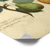 ヴィンテージ植物紙ポスター – Pear ポスター (角)