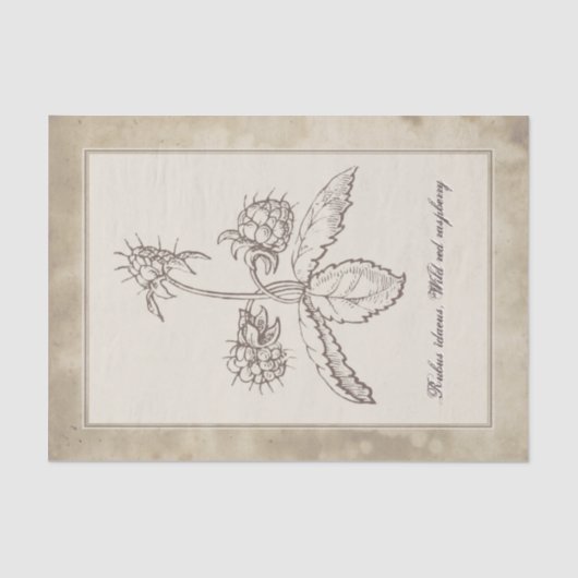 ヴィンテージ植物花フルーツパーチメントデクページ 薄葉紙 (正面)