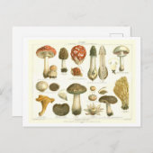 ヴィンテージ植物葉書 ポストカード (正面/裏面)