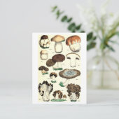 ヴィンテージ植物葉書 ポストカード (スタンド正面)