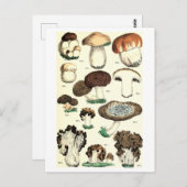 ヴィンテージ植物葉書 ポストカード (正面/裏面)