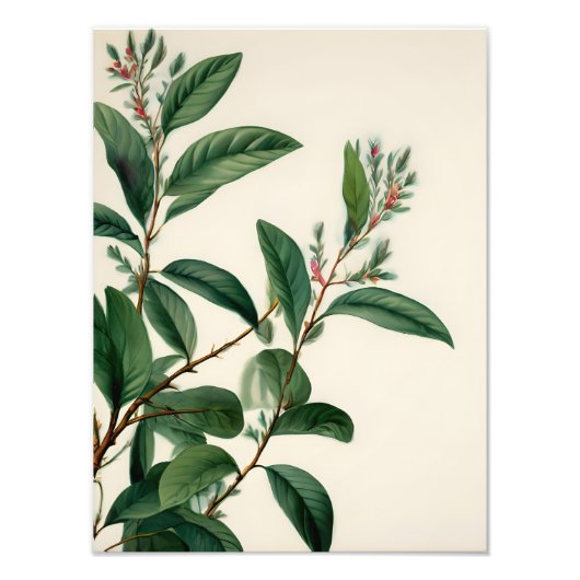 ヴィンテージ植物葉類 フォトプリント            (正面)