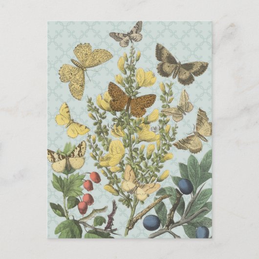ヴィンテージ植物蝶…ポストカード ポストカード (正面)