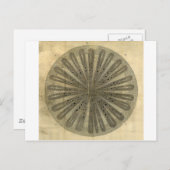 ヴィンテージ植物解剖学 ポストカード (正面/裏面)