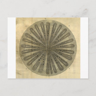 ヴィンテージ植物解剖学 ポストカード