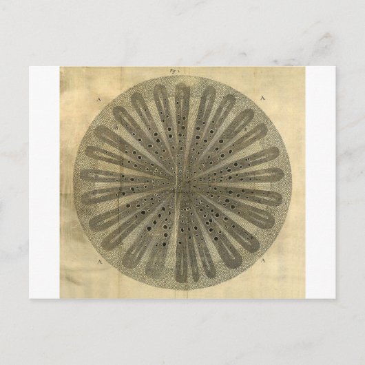 ヴィンテージ植物解剖学 ポストカード (正面)