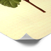 ヴィンテージ植物赤ハイビスカスシューフラワー ポスター (角)