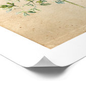 ヴィンテージ植物野草ポスター ポスター (角)