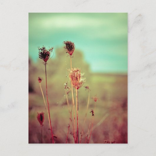 ヴィンテージ植物 ポストカード (正面)