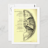 ヴィンテージ構造 |内部サーフェスのスカルベース ポストカード (正面/裏面)