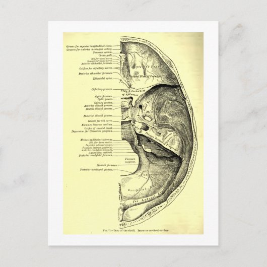 ヴィンテージ構造 |内部サーフェスのスカルベース ポストカード (正面)