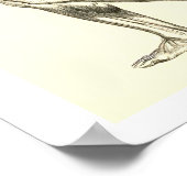 ヴィンテージ構造 |脚の筋肉II ポスター (角)