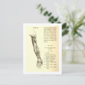 ヴィンテージ構造 |腕の筋肉（1852年頃） ポストカード (スタンド正面)