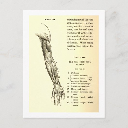 ヴィンテージ構造 |腕の筋肉（1852年頃） ポストカード (正面)