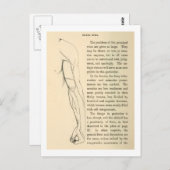 ヴィンテージ構造 |腕の静脈(1852年頃) ポストカード (正面/裏面)