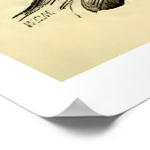 ヴィンテージ構造 |顔の筋肉（1852年頃） ポスター (角)