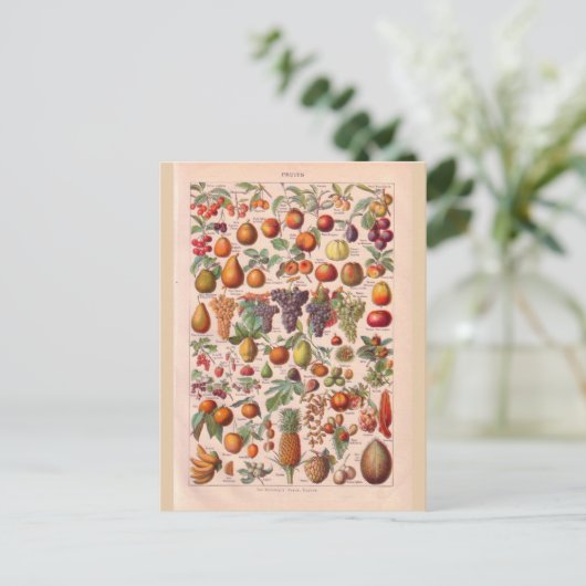 ヴィンテージ歴史的な果物 ポストカード (スタンド正面)