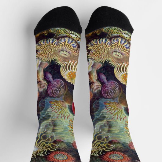 ヴィンテージ水中シーアネモネズバイエルンストハエッケル ソックス (上部)