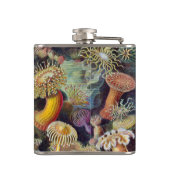 ヴィンテージ水中シーアネモネズバイエルンストハエッケル フラスク (裏面)