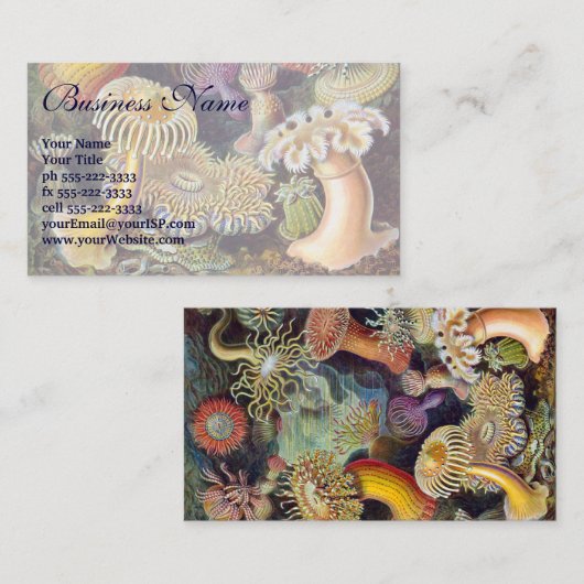 ヴィンテージ水中シーアネモネズバイエルンストハエッケル 名刺 (正面/裏面)