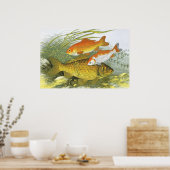 ヴィンテージ水中競技金魚コイ魚海洋海生物 ポスター (キッチン)