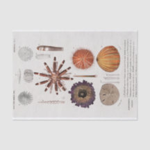 ヴィンテージ沿岸のヒトデ