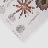 ヴィンテージ沿岸のヒトデ 薄葉紙 (詳細)