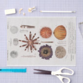 ヴィンテージ沿岸のヒトデ 薄葉紙 (クラフト)