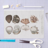 ヴィンテージ沿岸貝殻 薄葉紙 (クラフト)