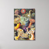 ヴィンテージ海アネモネス，アクチニエbyエルンスト・ヘイケル キャンバスプリント (正面)