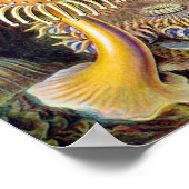 ヴィンテージ海アネモネス,アクチニエbyエルンスト・ヘイケル ポスター (角)