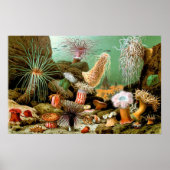 ヴィンテージ海アネモネ水中シーンのポスター ポスター (正面)