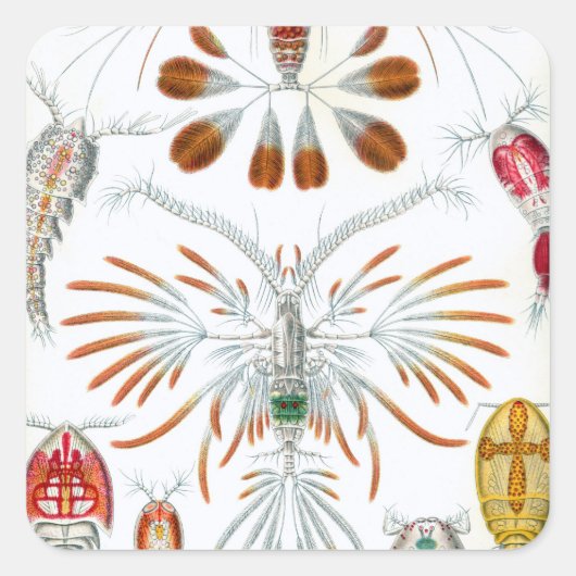 ヴィンテージ海動物、Copepoda by Ernst Haeckel スクエアシール (正面)