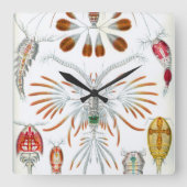 ヴィンテージ海動物、Copepoda by Ernst Haeckel スクエア壁時計 (正面)
