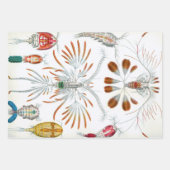 ヴィンテージ海動物、Copepoda by Ernst Haeckel ラッピングペーパーシート (正面)